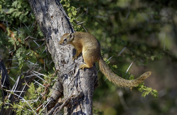 Smith's bush squirrel (Paraxerus cepapi), on tree trunk, Kruger National Park, Limpopo Province,