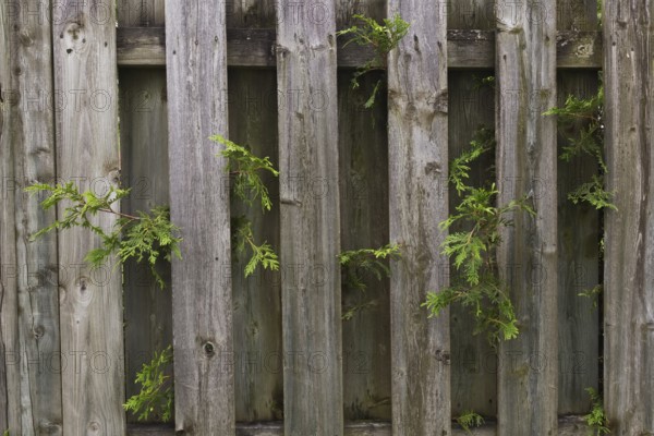 White Cedar (Thuja occidentalis) hedge branches growing through wood plank fence on residential