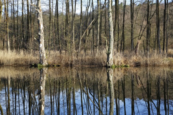 Deadwood, secondary habitat, alder swamp forest on the banks of the Peene River, Peene Valley River