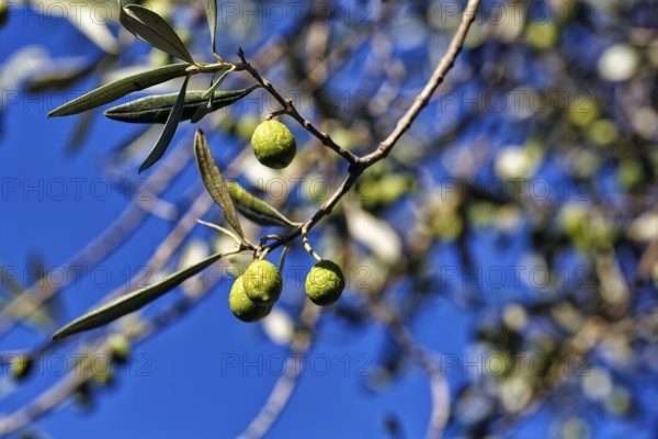 Unripe olives on a branch, olive branch, olive tree (Olea), olive tree, detail, symbolic image