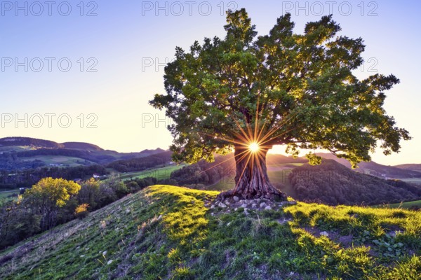 Oak tree (Quercus) with sun star at sunset, Swiss Jura Mountains, Canton Basel-Landschaft,