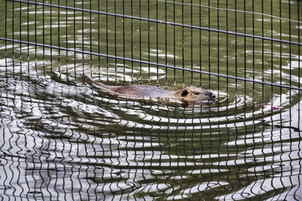 European beaver (Castor fiber) swimming in pond, grid reflected, captive, Olderdissen Zoo,
