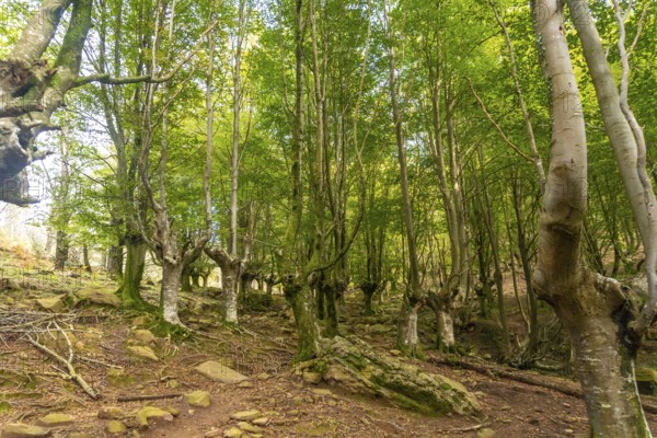 Hayedo on the trail up Mount Adarra in the town of Urnieta near San Sebastian, Gipuzkoa. Basque