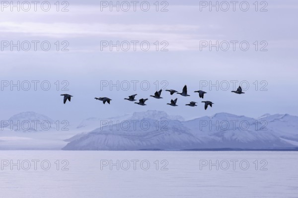Barnacle geese (Branta leucopsis) flock flying over Billefjorden in summer, Svalbard, Spitsbergen,
