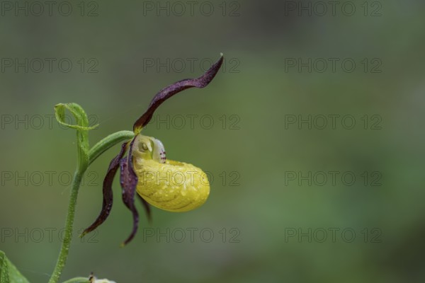 Yellow lady's slipper orchid (Cypripedium calceolus), Kalkalpen National Park, Upper Austria,