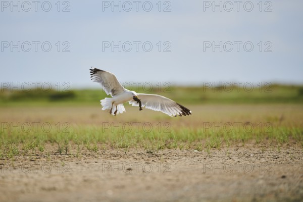 Yellow-legged gull (Larus michahellis) wildlife, landing on the ground with a hunted fish, France,