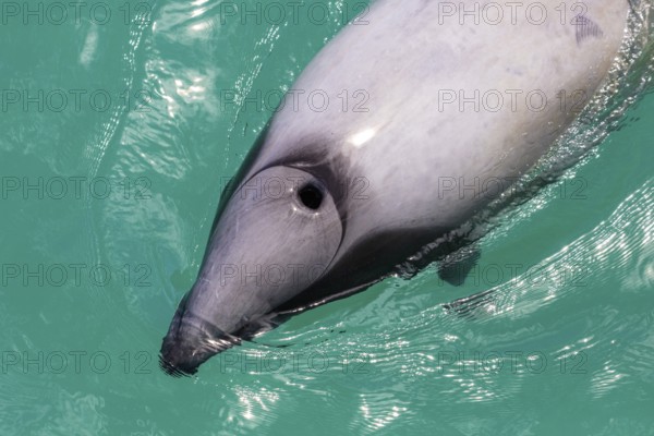 Hector-Delphin (Cephalorhychus hectori), Bootsfahrt, Akaroa, Banks-Halbinsel, Canterbury,