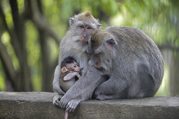 Crab-eating macaques (Macaca fascicularis) Balinese long-tailed macaque in the Ubud Sacred Monkey
