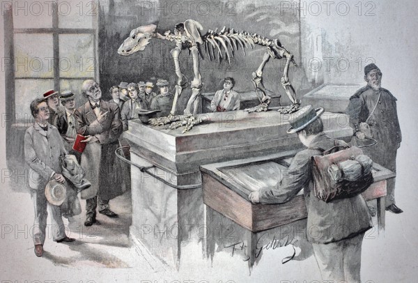 The skeleton of the cave bear in the cave museum of Rübeland, a locality of the town of Oberharz am