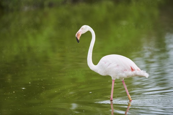 Greater Flamingo (Phoenicopterus roseus) walking in the water, Parc Naturel Regional de Camargue,