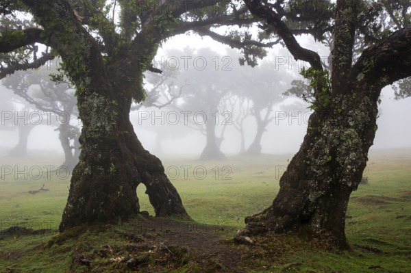 Laurel trees overgrown with moss and plants in the mist, old laurel forest (Laurisilva), stinkwood
