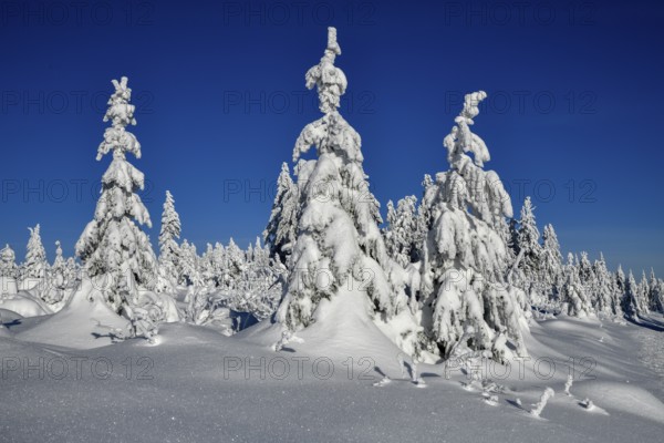 Snowy winter landscape near the Vogelskopf, near Baiersbronn, county Freudenstadt, Black Forest,