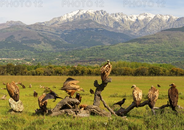 Griffon Vulture (Gyps fulvus), and Black Vulture (Aegypius monaschus) and Common Raven at