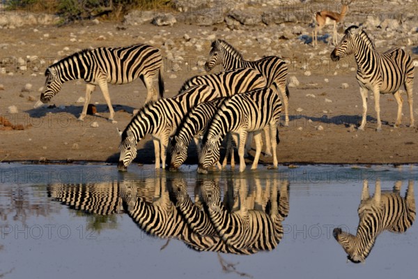 Burchell's Zebras (Equus quagga burchelli) drinking at the waterhole Chudop, Etosha National Park,