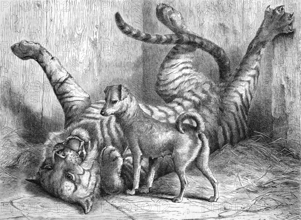 A small dog plays with a young tiger with whom he grew up together, in the zoo of Cologne, 1869,