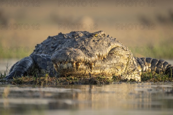 Nile crocodile (Crocodylus niloticus) portrait from front resting in water. Low angle image of the