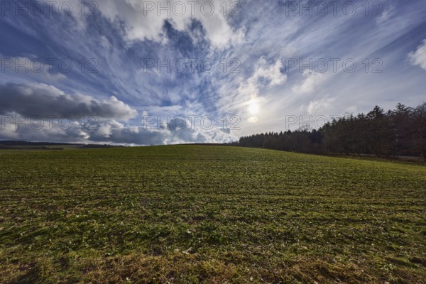 Field, agriculture, coniferous forest, deep blue sky, cumulus clouds, cirrostratus clouds,