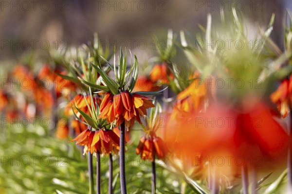 A blaze of colour in spring. Flowering imperial crown (Fritillaria imperialis) . Stuttgart,