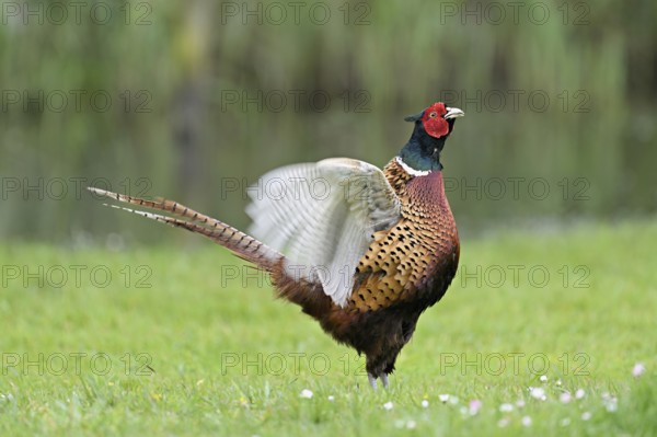 Pheasant (Phasianus colchicus), calling male, courtship, flapping wings, fluttering, Texel, North