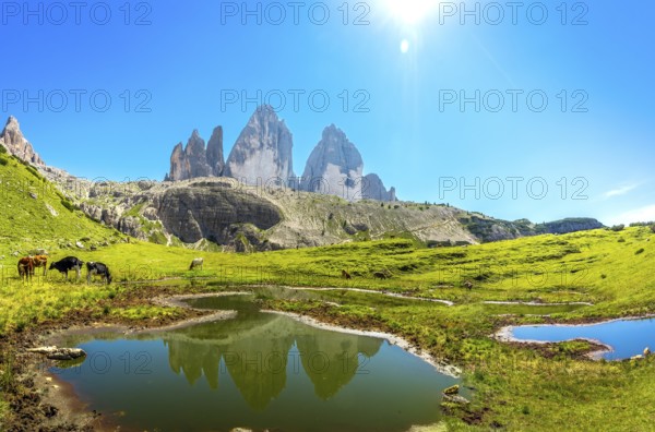Cows are grazing near a small lake reflecting the tre cime di lavaredo peaks in the italian