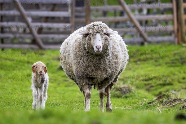 Sheep and young of the Württemberger breed, also known as Merinoland sheep. Sheep pasture on the