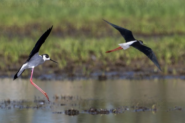 Two black-winged stilts (Himantopus himantopus) adult males landing in shallow water of pond at