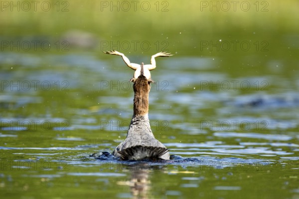 Common merganser. Mergus merganser. A female swallows a bull frog. Lake Wapizagonke. La Mauricie