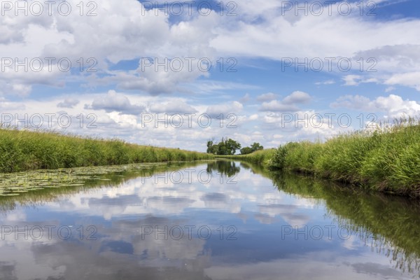 Große Röder with blooming water lilies (Nuphar) near Wildenhain, Großenhain, Saxony, Germany,