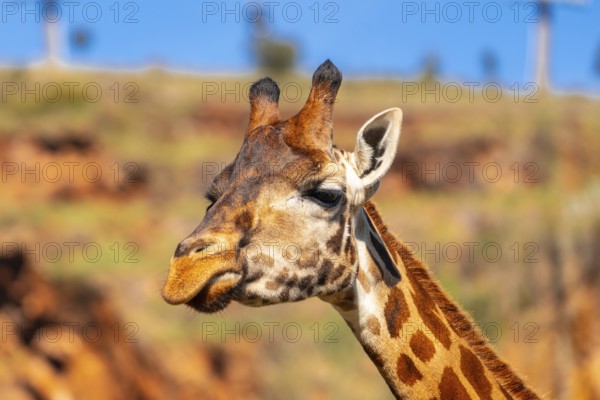 A giraffe with its head turned to the side and its tongue hanging out. The giraffe is standing in a