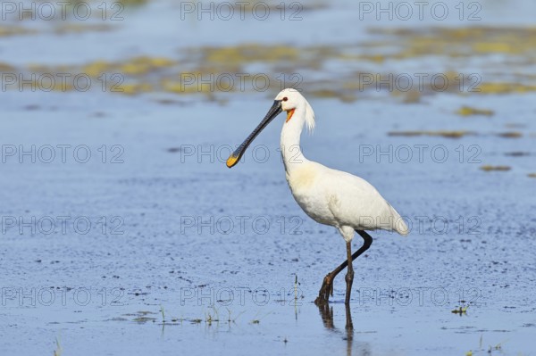 Spoonbill (Platalea leucorodia), adult bird striding through shallow water, adult bird in