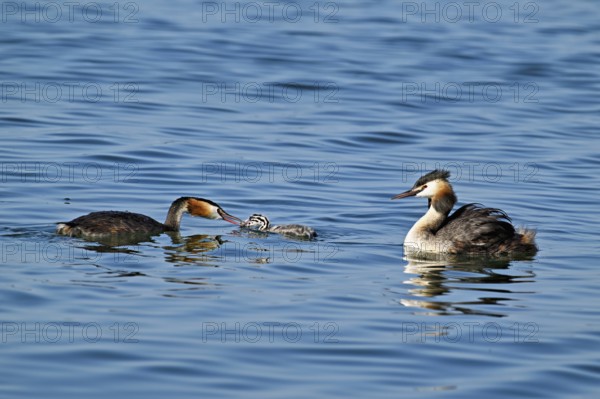 Great Crested Grebe (Podiceps Scalloped ribbonfish), pair feeding a chick with fish, swimming in