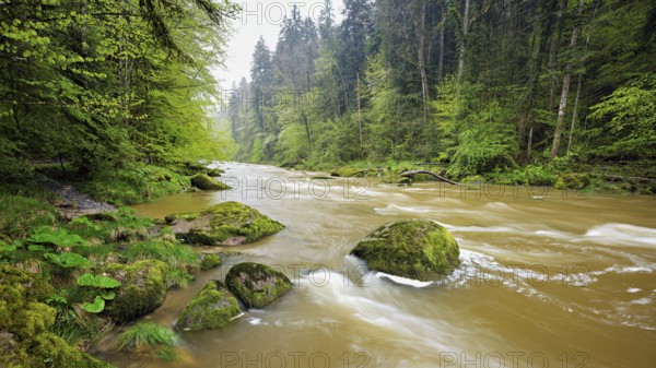 European beech trees shedding leaves, in the foreground moss-covered stones on the river Sihl,