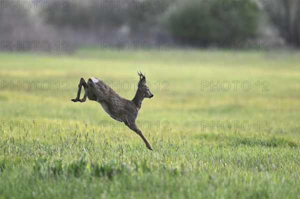 Roe deer (Capreolus capreolus), roebuck jumping, on the run, Lake Neusiedl National Park, Seewinkel
