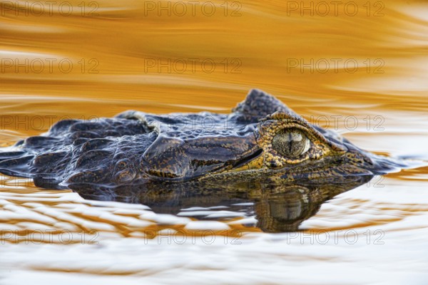 Spectacled caiman (Caiman crocodilius) Pantanal Brazil