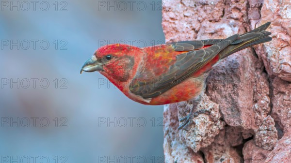Spruce Crossbill (Loxia curvirostra) Finch, male, foraging for minerals, splendid plumage,