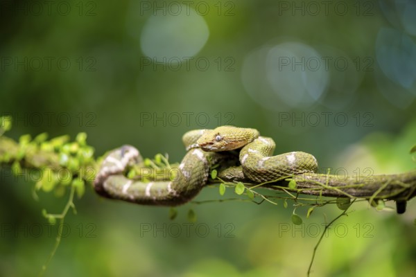 Griffin-tailed lance adder (Bothriechis schlegelii), green variety, sitting on a branch, Heredia