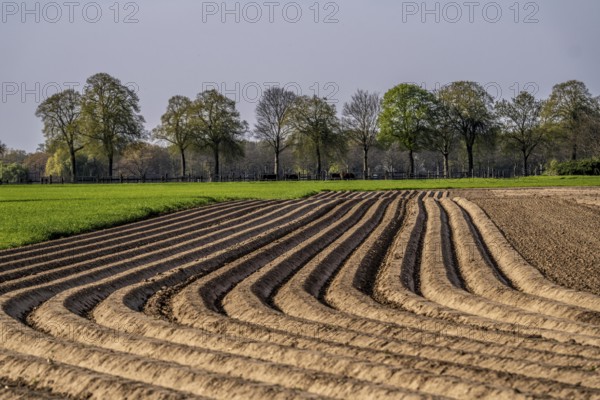 Spring, potato field, freshly grown potato ridges, near Kerken, Lower Rhine, North