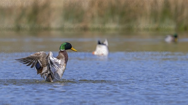 Mallard, wild duck (Anas platyrhynchos) male, drake splashing water while flapping wings in pond in