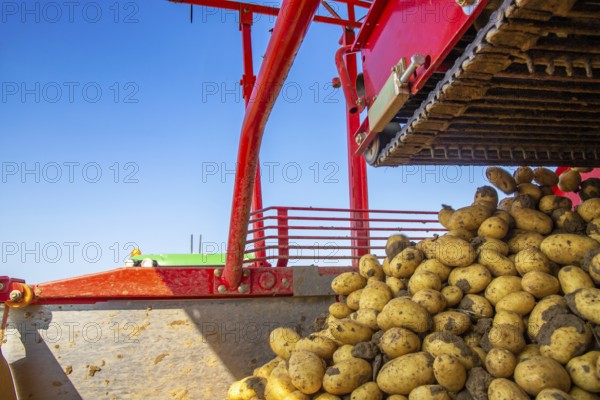 Farmer Hartmut Magin from Mutterstadt harvesting early potatoes in the Palatinate (Mutterstadt,
