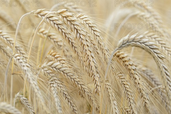 Barleys (Hordeum vulgare), barley field, grain ready for harvest, close-up, North Rhine-Westphalia,