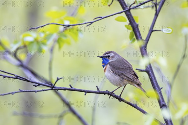 Red-throated Bluethroat or Tundra Bluethroat (Luscinia svecica), adult male sitting on a branch,