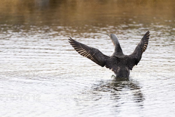 Red-throated diver (Gavia stellata), adult bird with outstretched wings rising from the water,