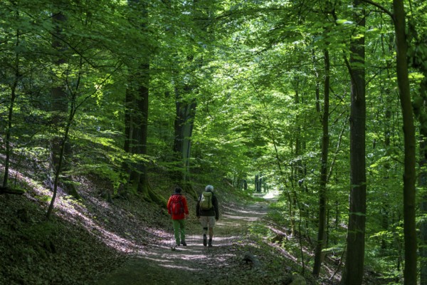 Hiking on the Bergischer Weg, a hiking trail, here in Essen, North Rhine-Westphalia, Germany,