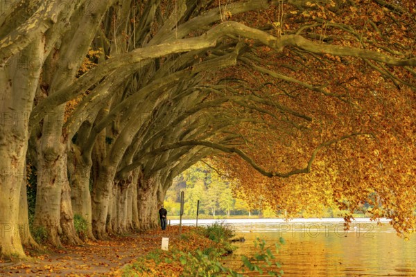 Platanen Allee, lakeside path on Lake Baldeney, near Haus Scheppen, in Essen, autumn, North