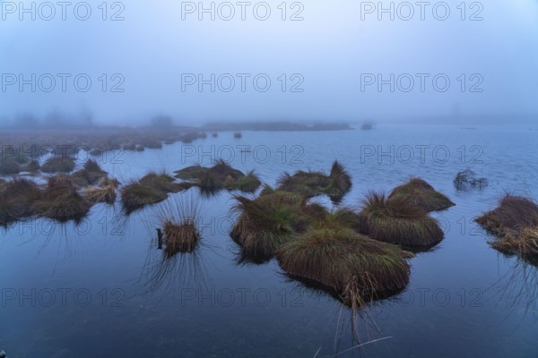The High Fens nature park Park, in the German-Belgian border region near Eupen, winter, fog, wooden