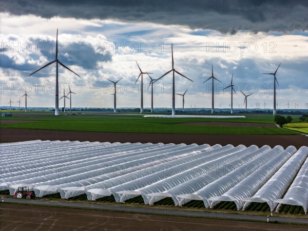 Agriculture, large areas with foil tunnel, for the cultivation of strawberries, freshly cultivated