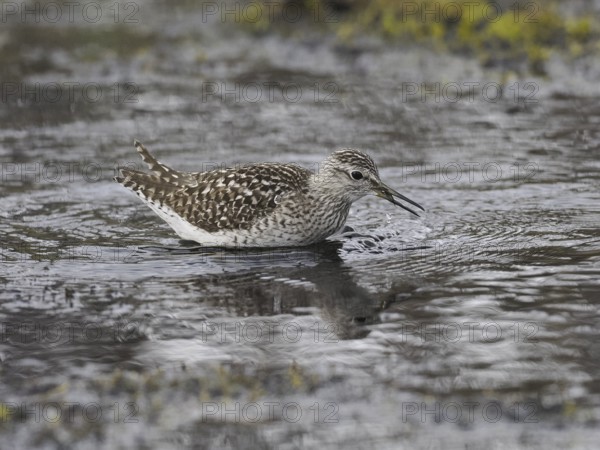 Wood Sandpiper (Tringa glareola), in a stream, with a caught dragonfly larvae in its beak, June,