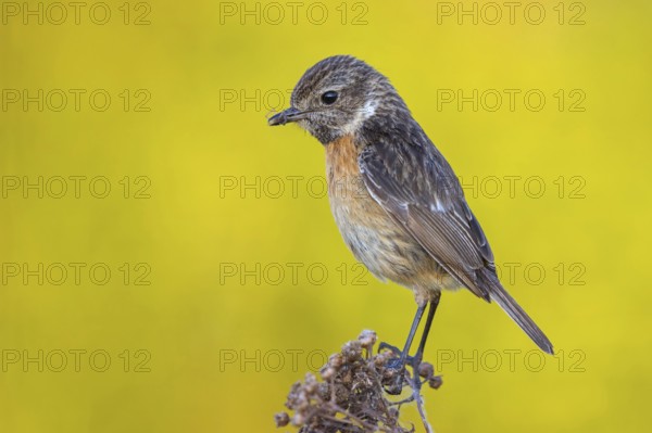 Stonechat, (Saxicola torquata), foraging, female, Wachenheim, Eich, Rhineland-Palatinate, Germany,