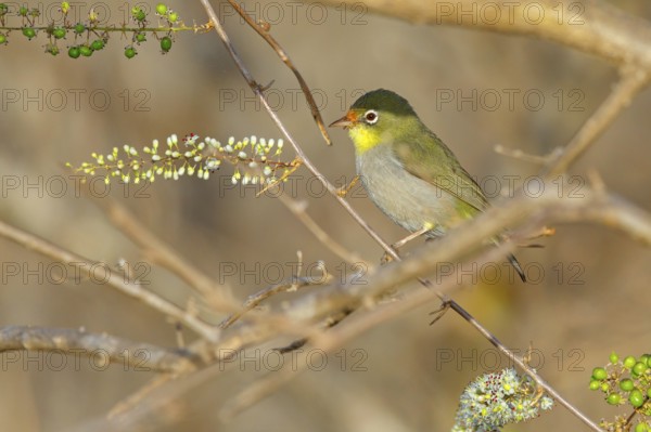 Somali White-eye, (Zosterops abyssinica), (Zosterops abyssinicus), Tawi Atayr, Salalah, Dhofar,