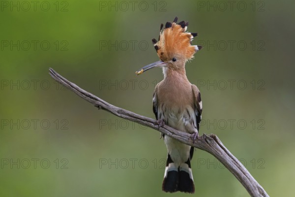 Hoopoe with prey, (Upupa epops), on perch, hoopoe family, formerly raptors, Hides de El Taray /